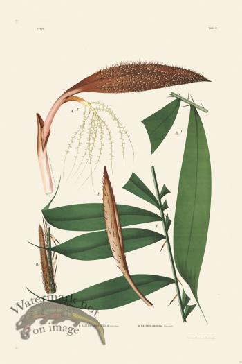 Rodrigues Palm Front 034